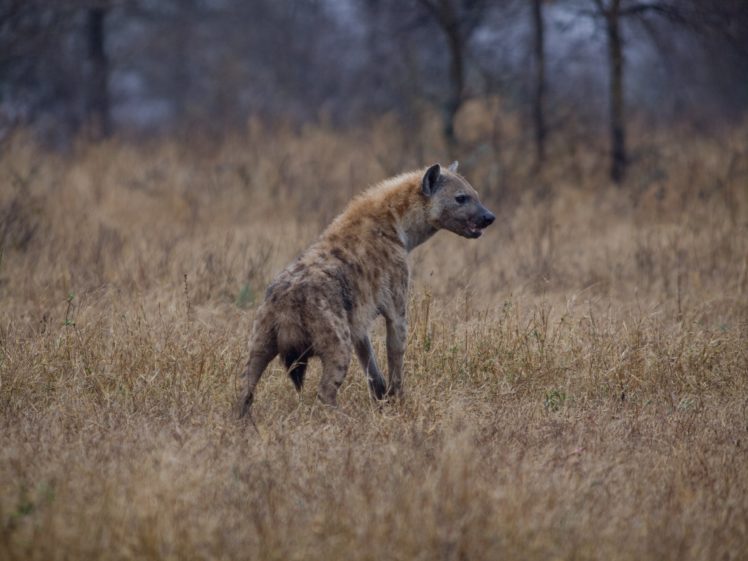 hyena, Predator HD Wallpaper Desktop Background
