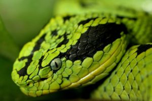 green, Snakes, Snake, Eyes, Snake, Head