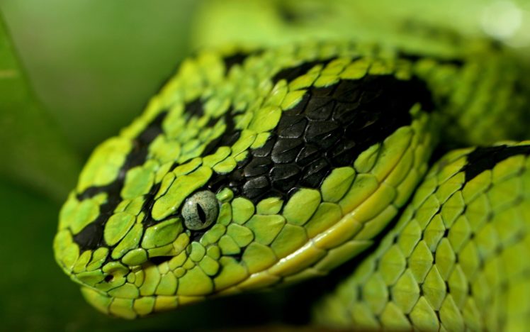green, Snakes, Snake, Eyes, Snake, Head HD Wallpaper Desktop Background
