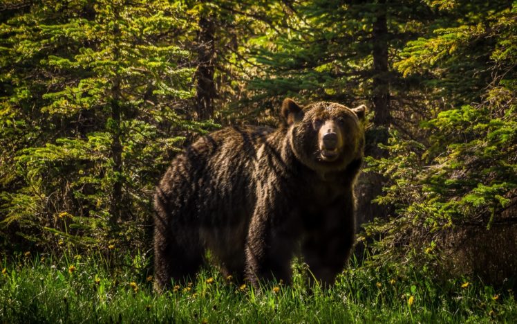 grizzly, Bear, Forest HD Wallpaper Desktop Background