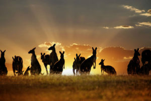kangaroo, Sunset