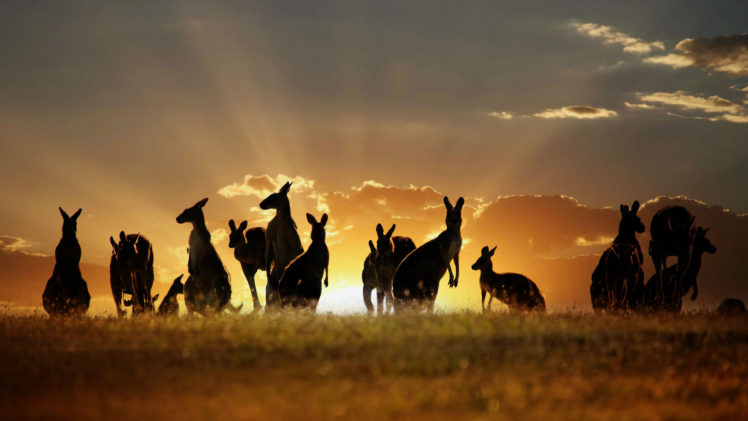 kangaroo, Sunset HD Wallpaper Desktop Background