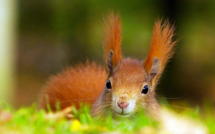 rodents, Squirrels, Glance, Animals HD Wallpaper Desktop Background