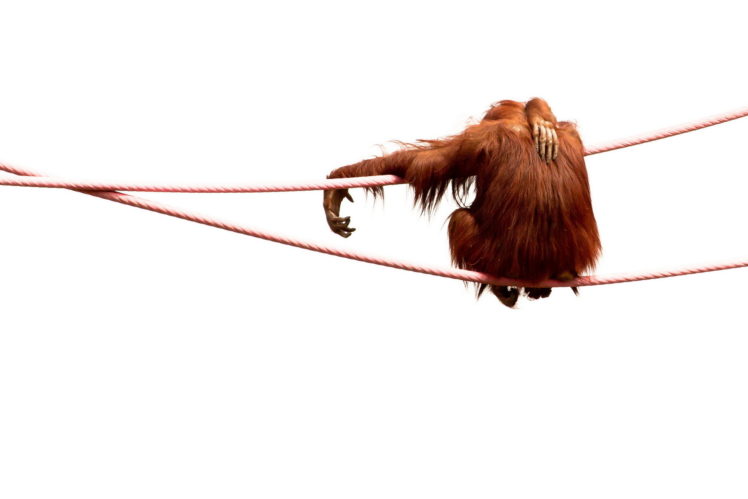 orangutans, Apes, Orangutan, Ape, Monkey, Funny, Humor HD Wallpaper Desktop Background