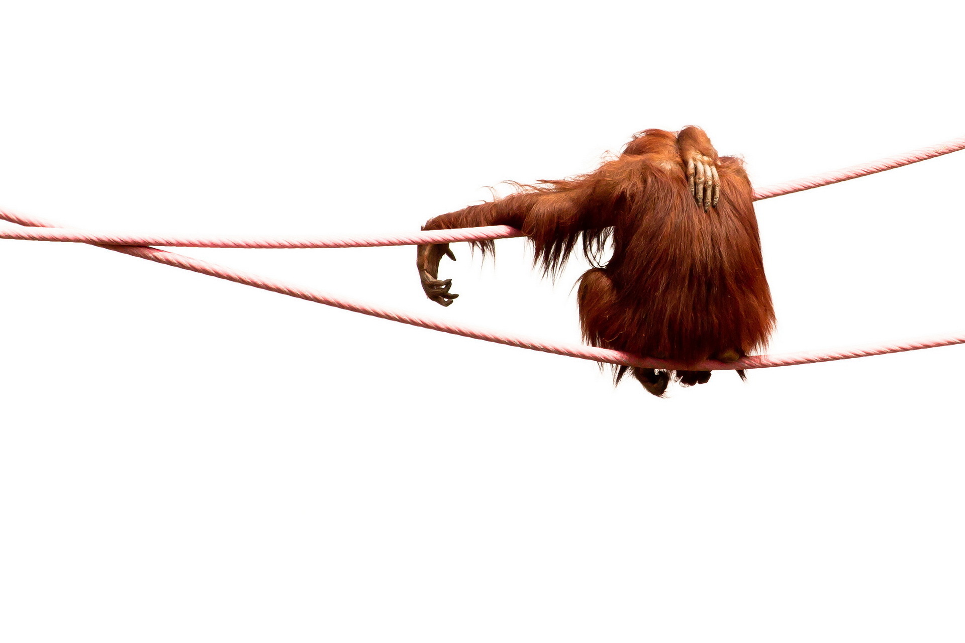 orangutans, Apes, Orangutan, Ape, Monkey, Funny, Humor Wallpaper