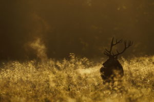 deer, Morning, Field, Nature