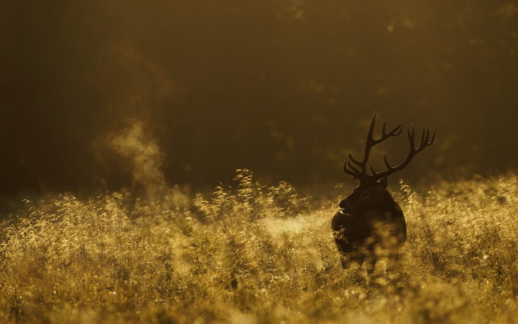 deer, Morning, Field, Nature HD Wallpaper Desktop Background