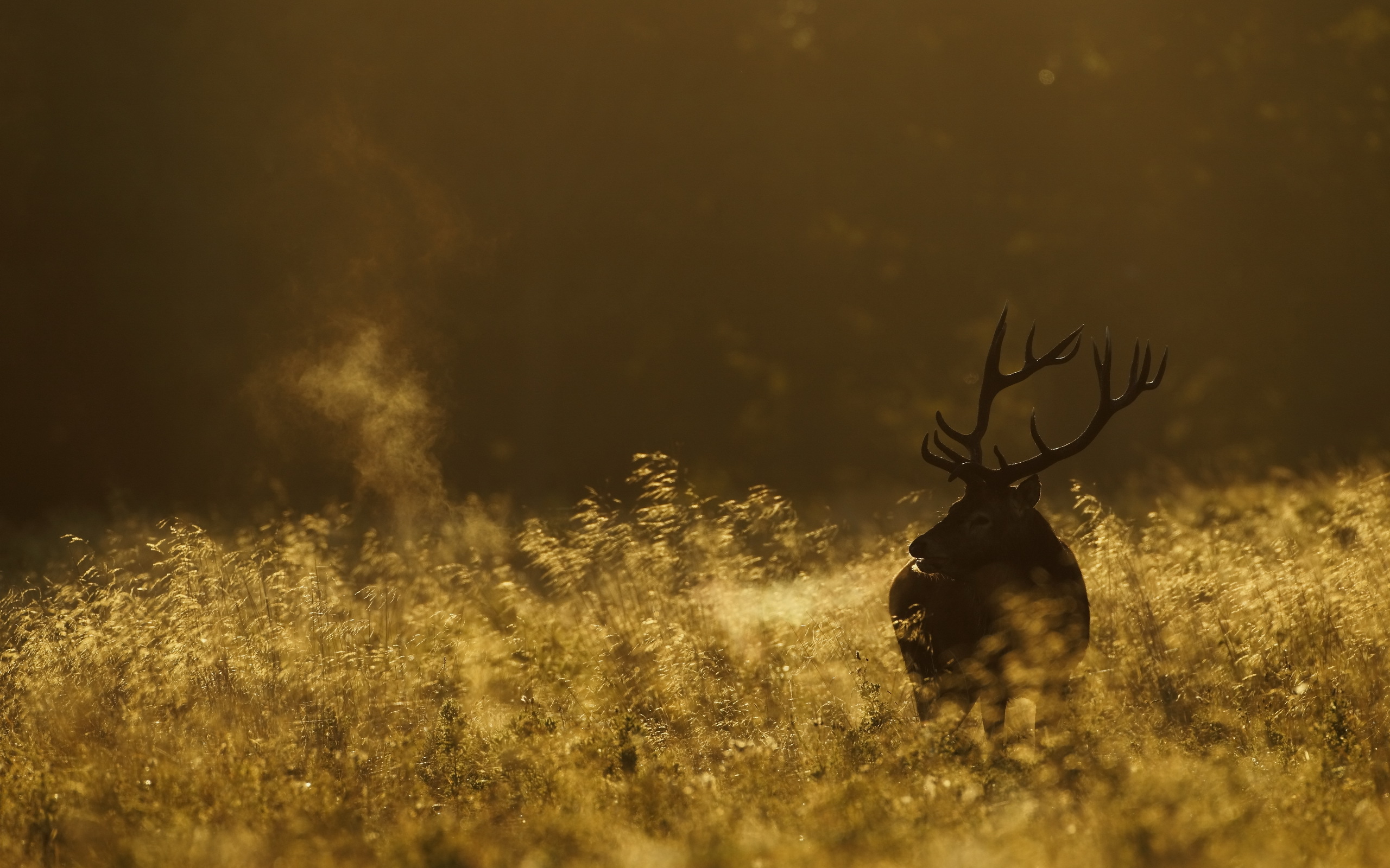 deer, Morning, Field, Nature Wallpaper