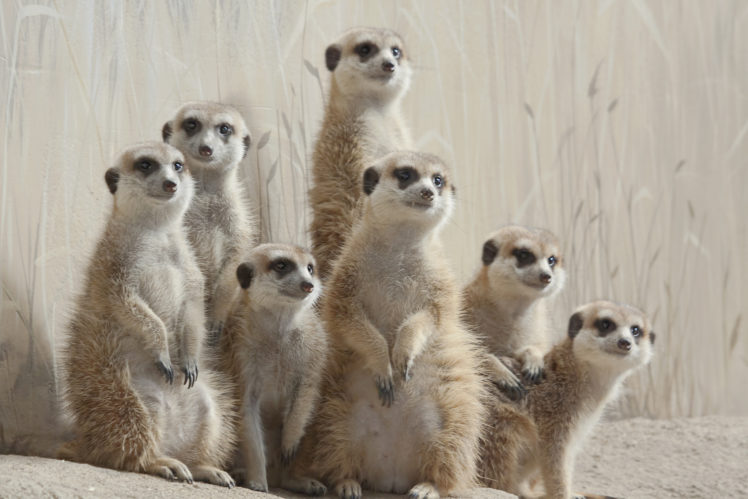 meerkats, Meerkat HD Wallpaper Desktop Background