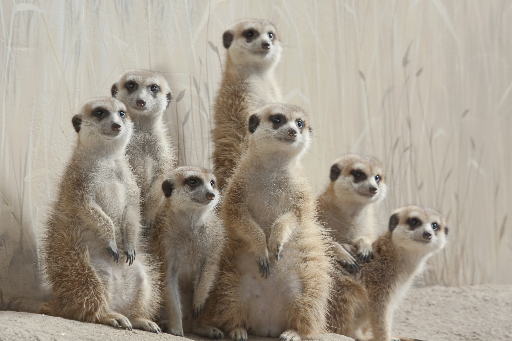 meerkats, Meerkat Wallpaper