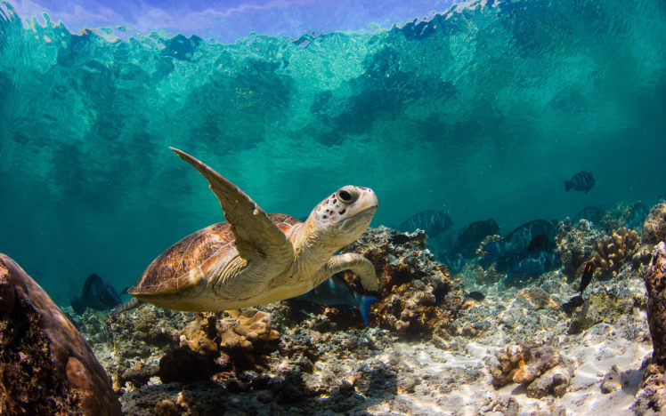 turtle, Tortoise, Underwater, Ocean, Topical, Fish HD Wallpaper Desktop Background