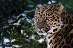 leopard, In, The, Snow