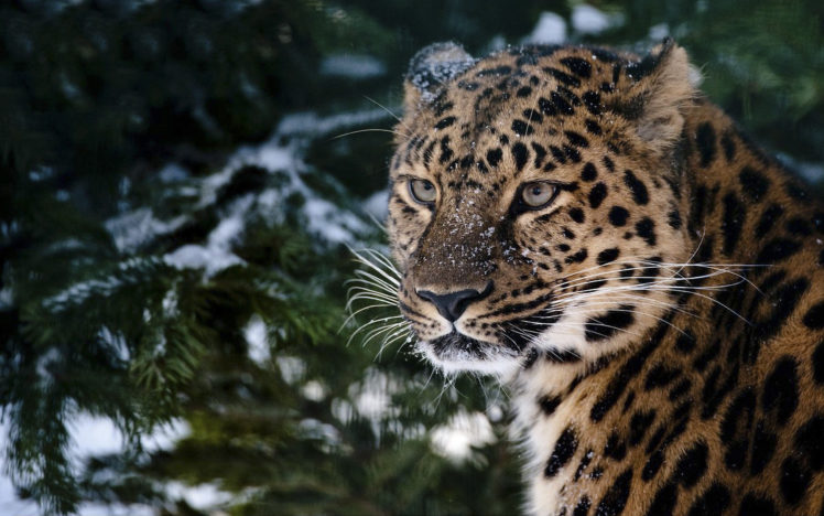leopard, In, The, Snow HD Wallpaper Desktop Background