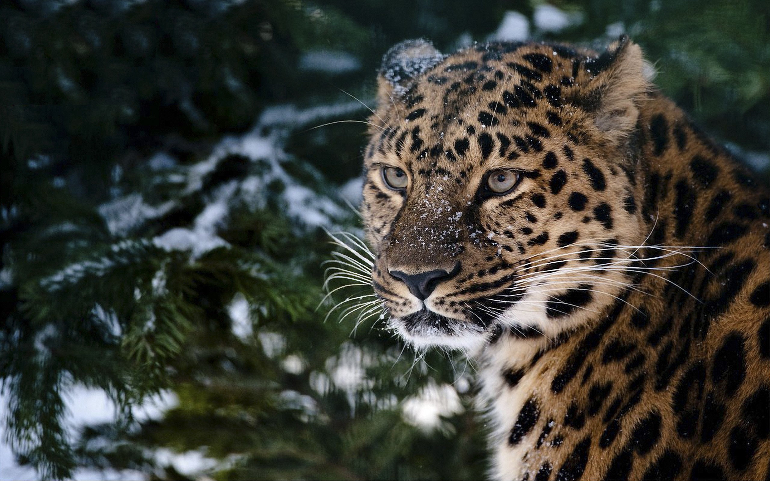 leopard, In, The, Snow Wallpaper