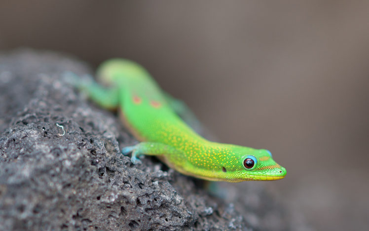reptile, Lizard, Rock, Macro, Green, Eyes HD Wallpaper Desktop Background
