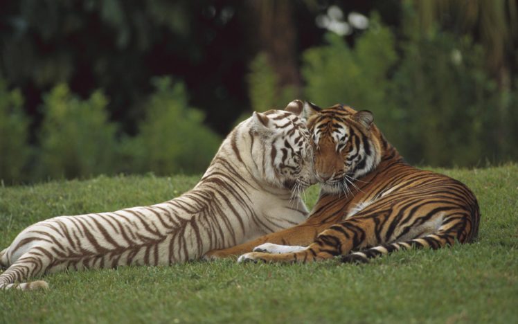 animals, Tigers, Feline HD Wallpaper Desktop Background