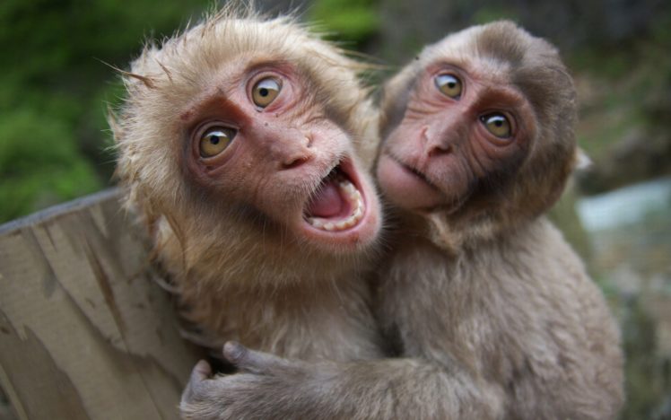 animals, Monkeys HD Wallpaper Desktop Background