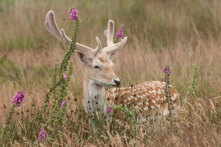 fallow, Deer, Flowers, Meadow HD Wallpaper Desktop Background
