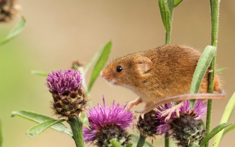 mouse, Baby, Burdock HD Wallpaper Desktop Background