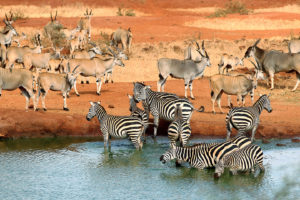 zebra, Waterhole