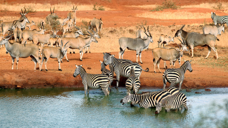 zebra, Waterhole HD Wallpaper Desktop Background