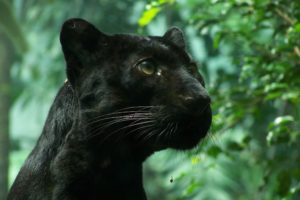 nature, Animals, Panthers, Black, Panther