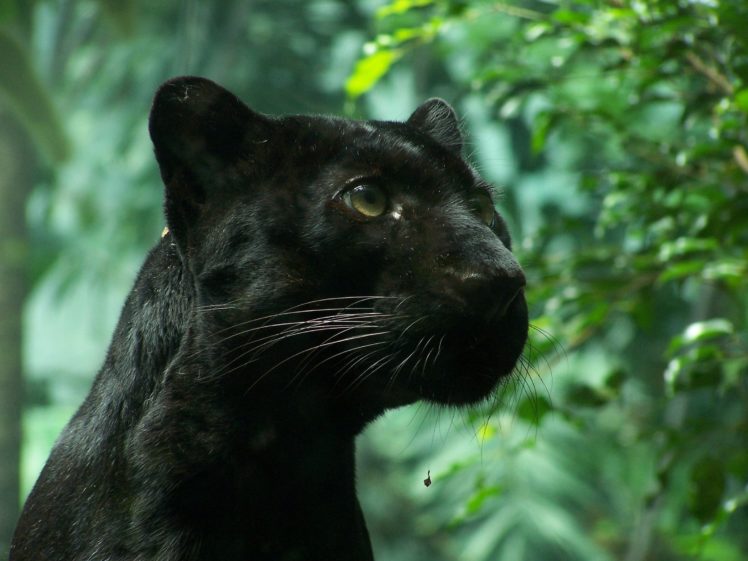 nature, Animals, Panthers, Black, Panther HD Wallpaper Desktop Background