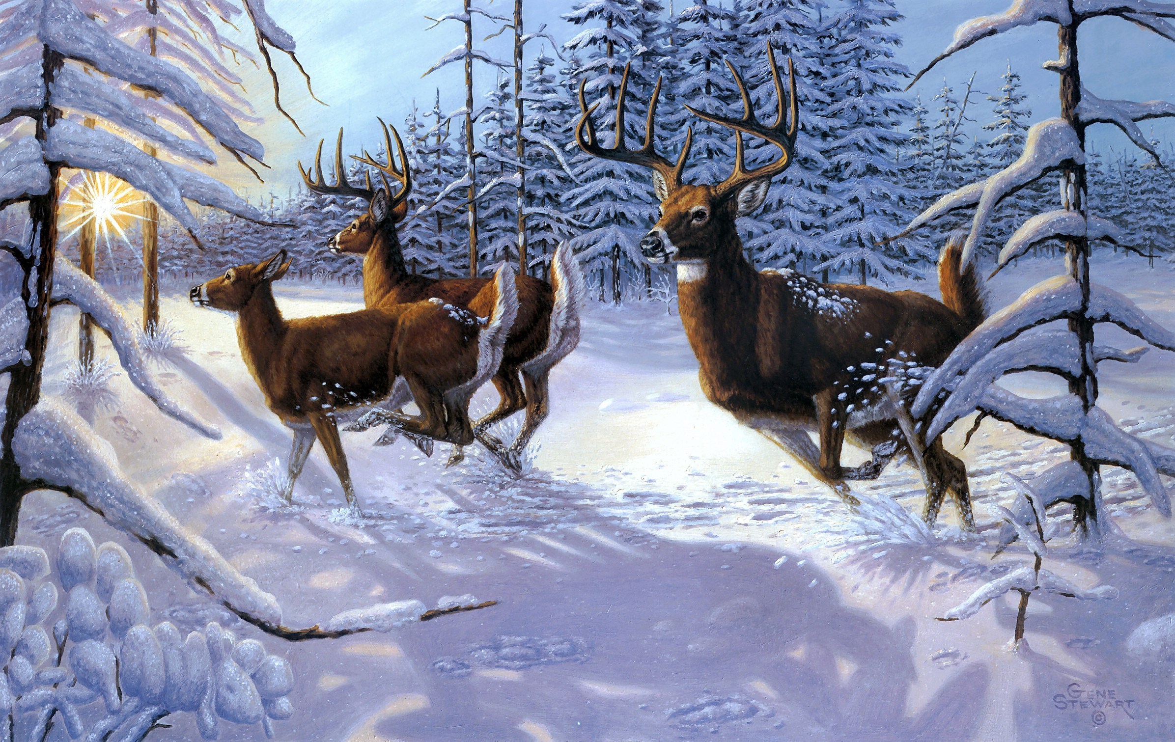 gene, Stewart, Winter, Sow, Forst, Deer Wallpaper