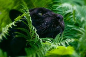 jungle, Animals, Plants, Panthers, Hdr, Photography, Ferns