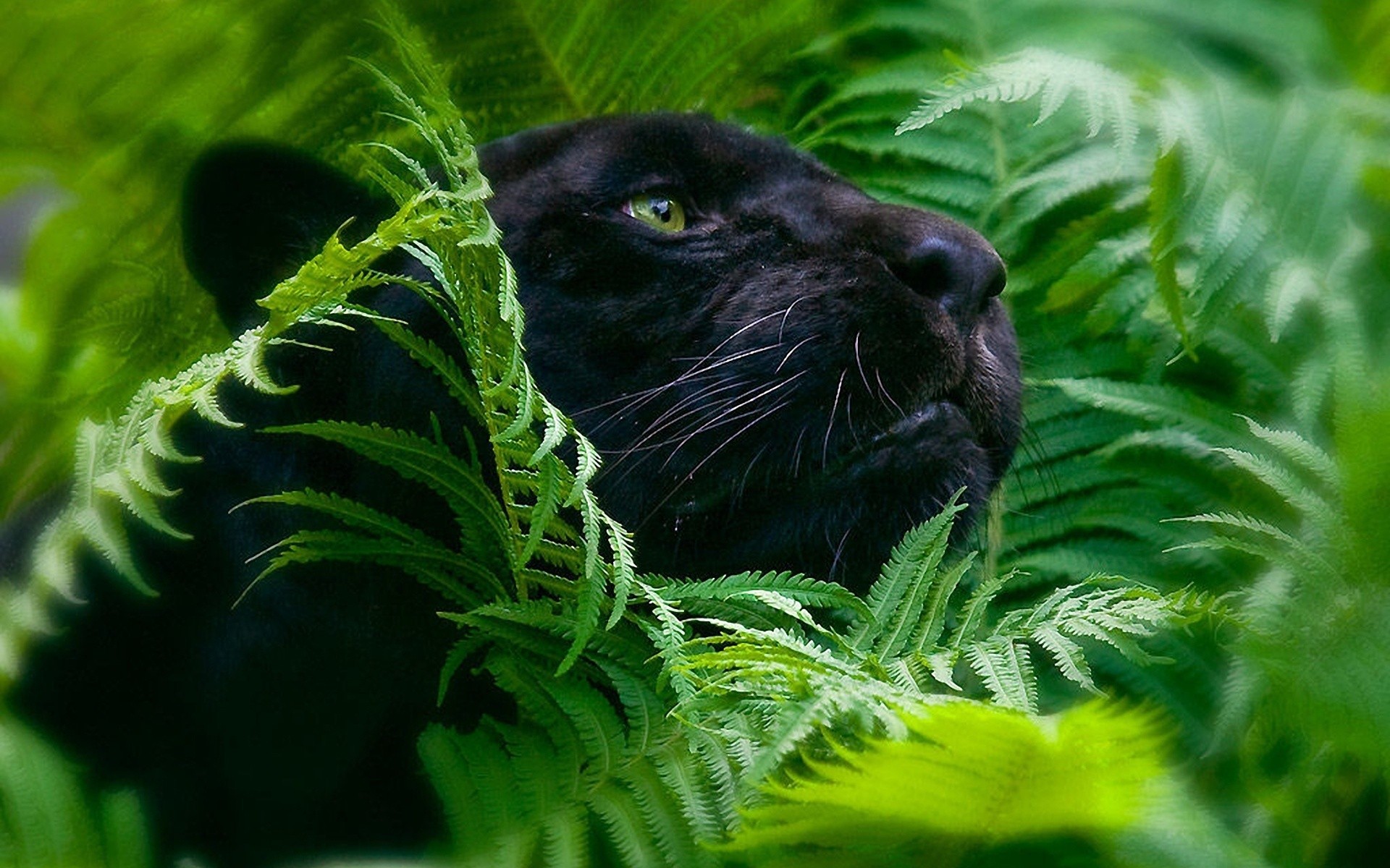 jungle, Animals, Plants, Panthers, Hdr, Photography, Ferns Wallpaper