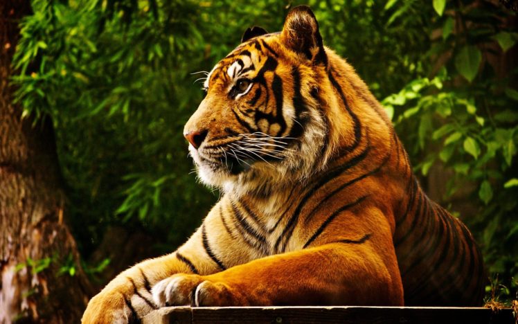 forest, Animals, Tigers, Feline HD Wallpaper Desktop Background