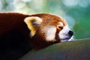 relaxed, Red, Panda