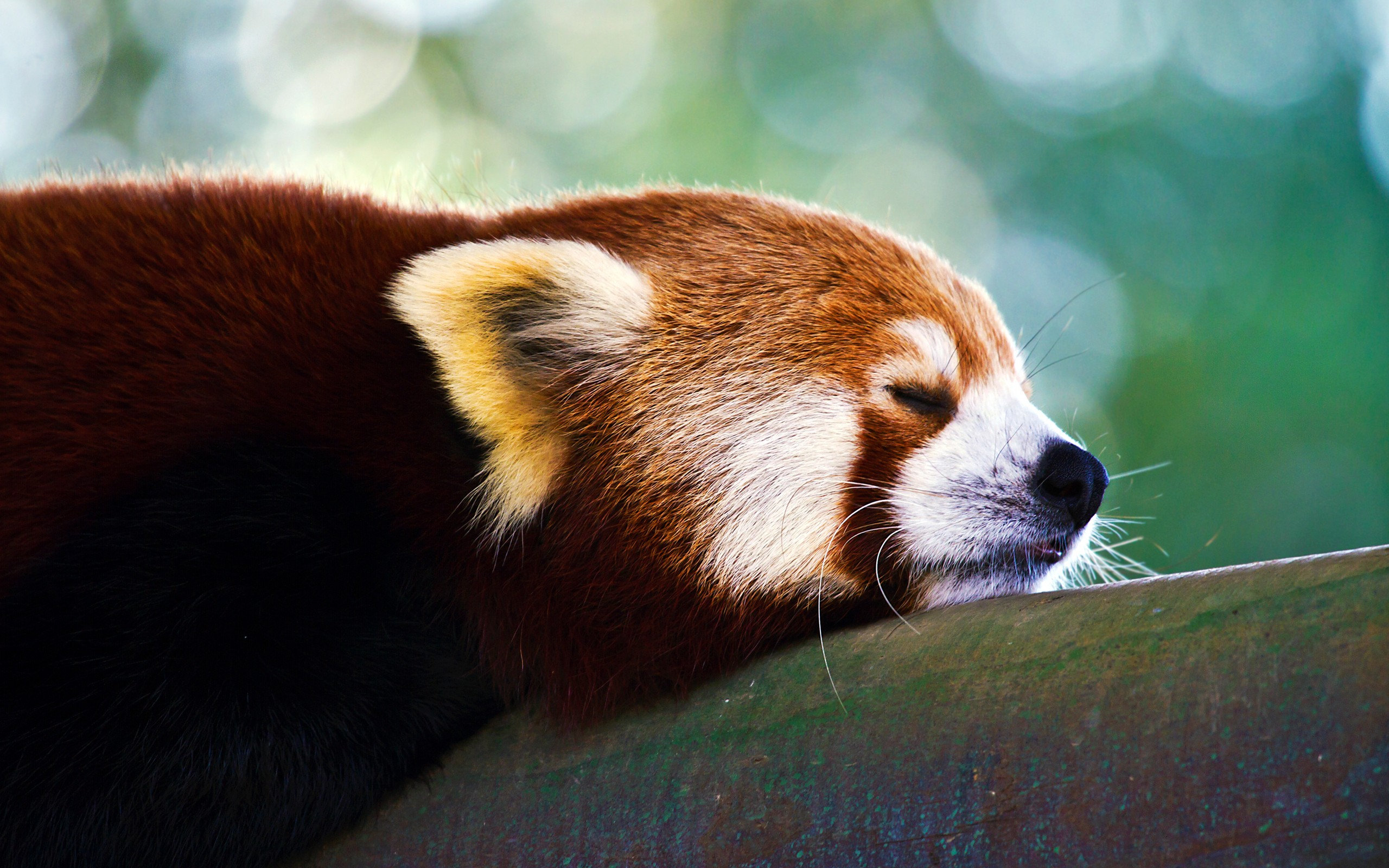 relaxed, Red, Panda Wallpaper