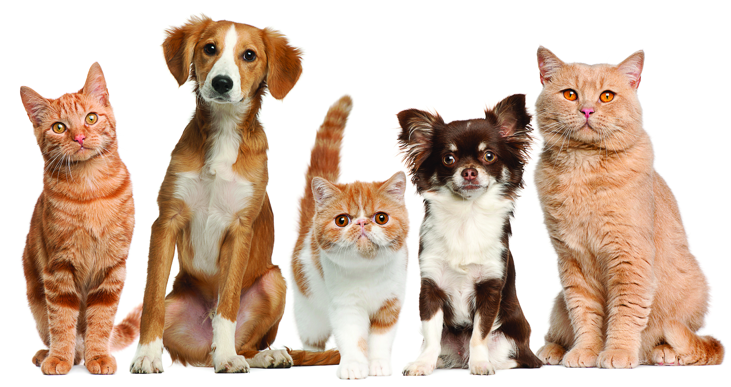 cats, Dogs, Pets Wallpaper