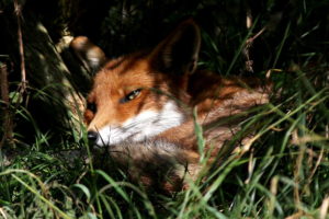 fox, Nature