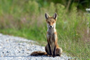 fox, Summer, Nature