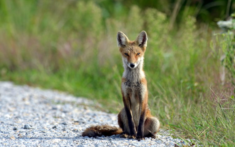 fox, Summer, Nature HD Wallpaper Desktop Background
