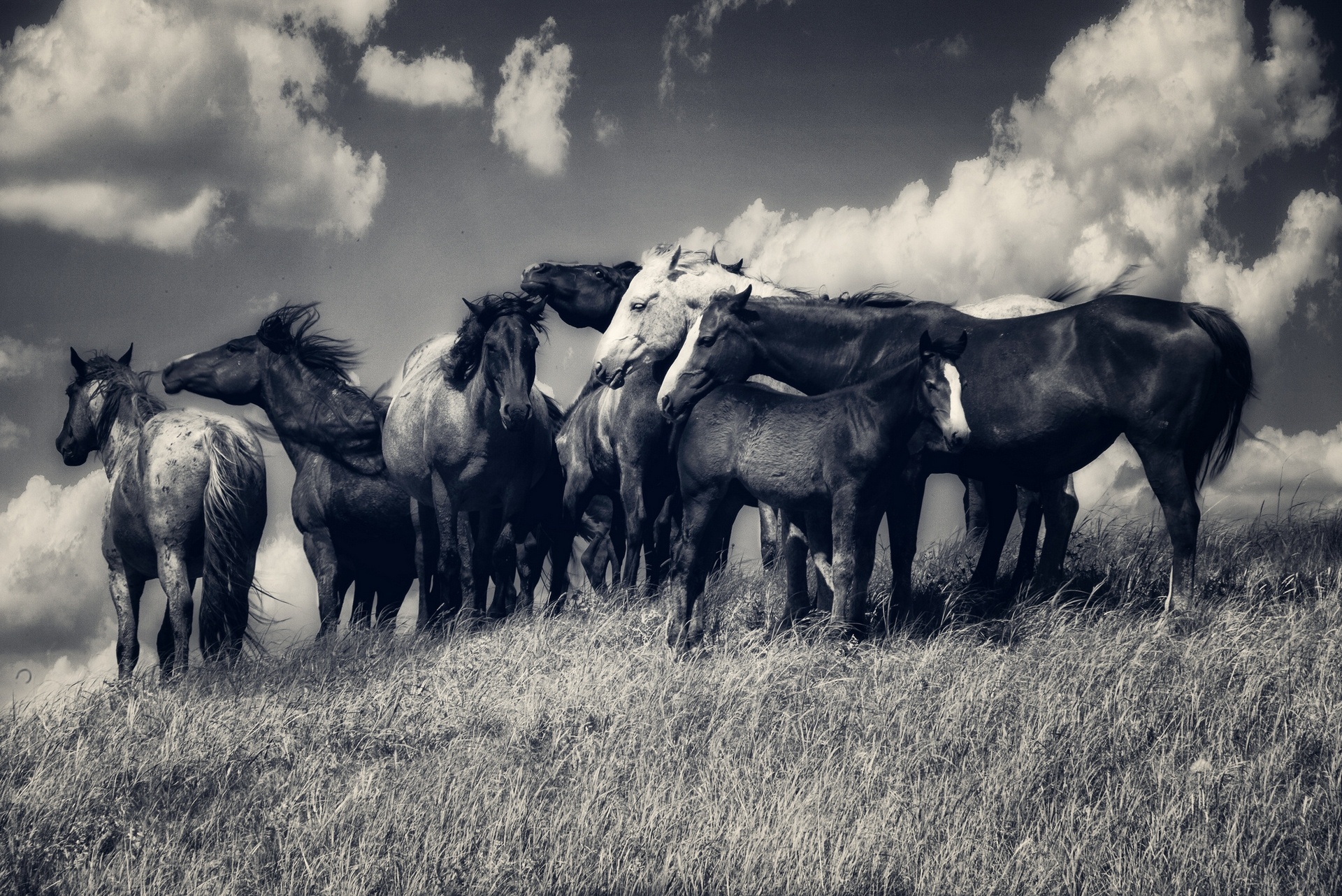 horse, Horses, Herd, Meadow, Clouds, Black, And, White Wallpaper