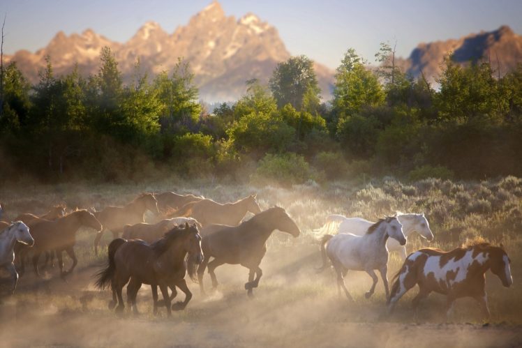 horse, Horses, Herd, Nature HD Wallpaper Desktop Background