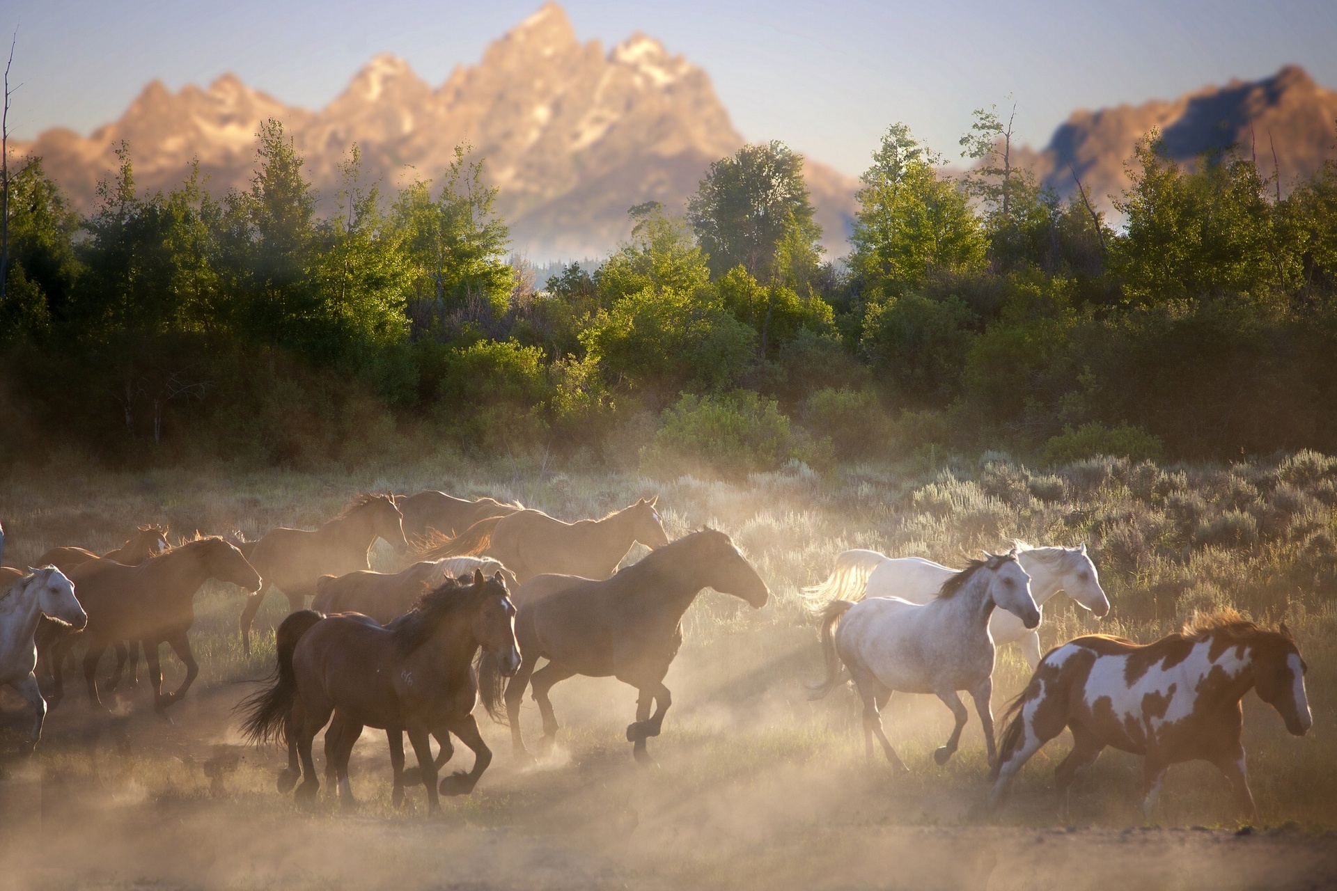 horse, Horses, Herd, Nature Wallpaper