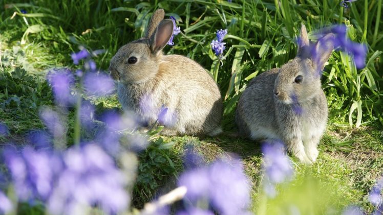 rabbits, Couple, Bokeh HD Wallpaper Desktop Background