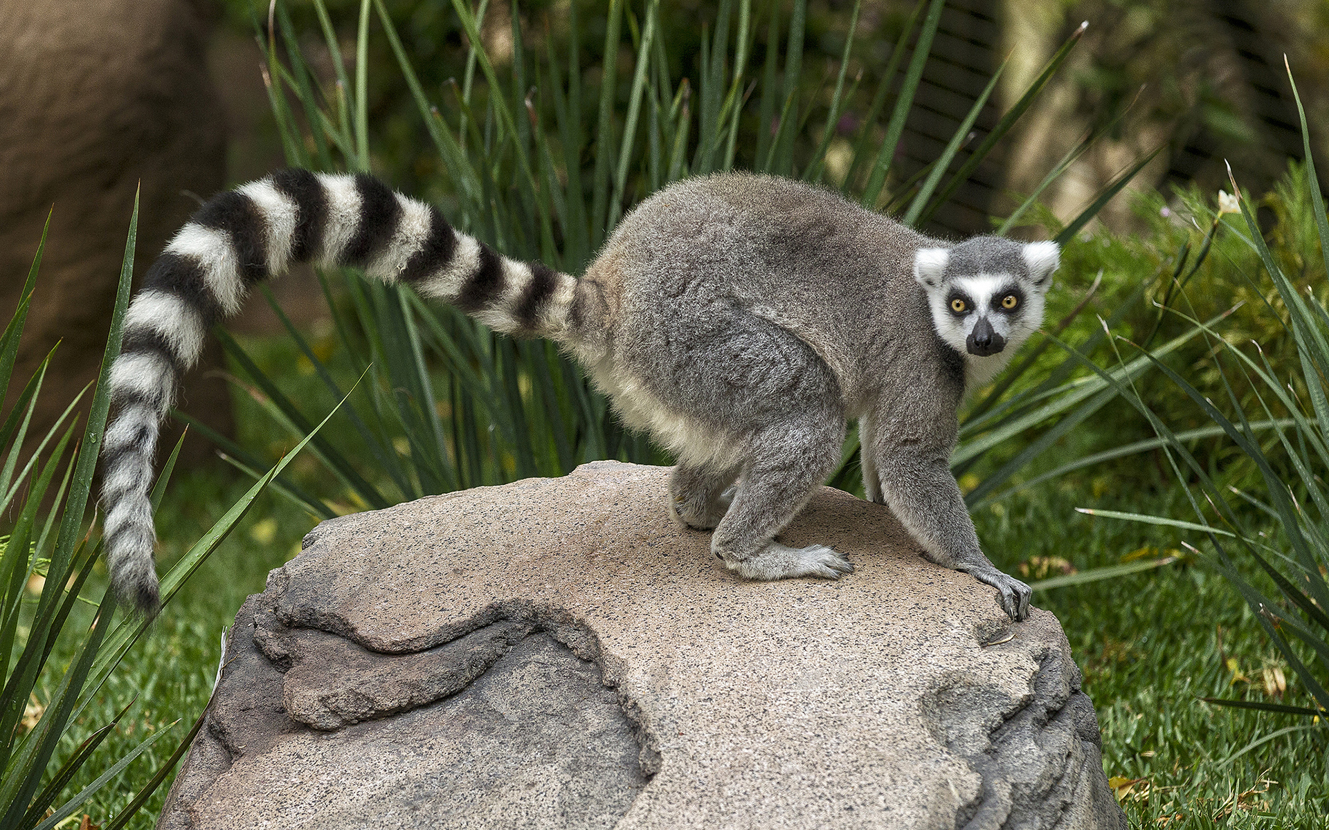 lemur Wallpaper