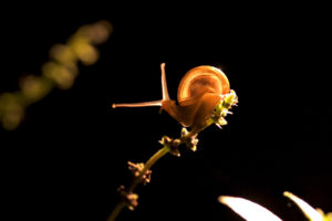 animals, Insects, Snails, Macro