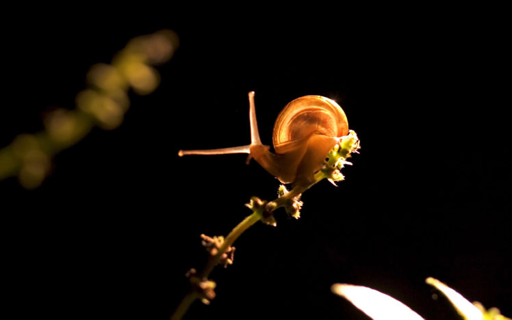 animals, Insects, Snails, Macro HD Wallpaper Desktop Background