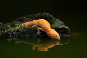 lizard, Water, Reflection, Water, Gecko