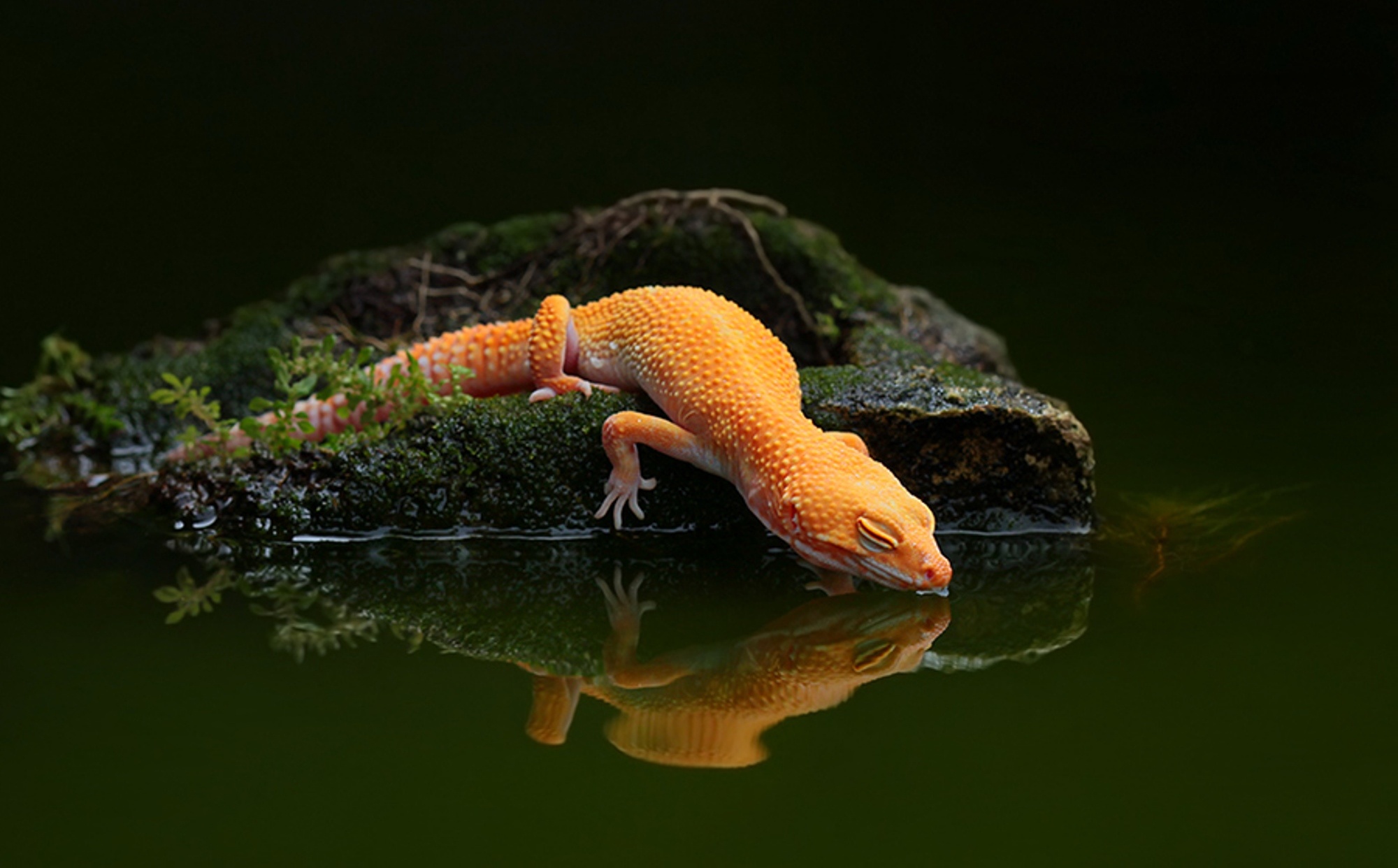 lizard, Water, Reflection, Water, Gecko Wallpaper