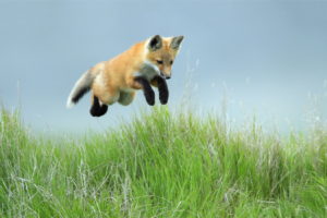 fox, Jump, Grass, Blue, Sky