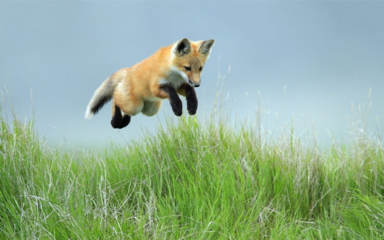 fox, Jump, Grass, Blue, Sky HD Wallpaper Desktop Background