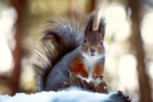 nose, Coat, Squirrel, Winter, Snow
