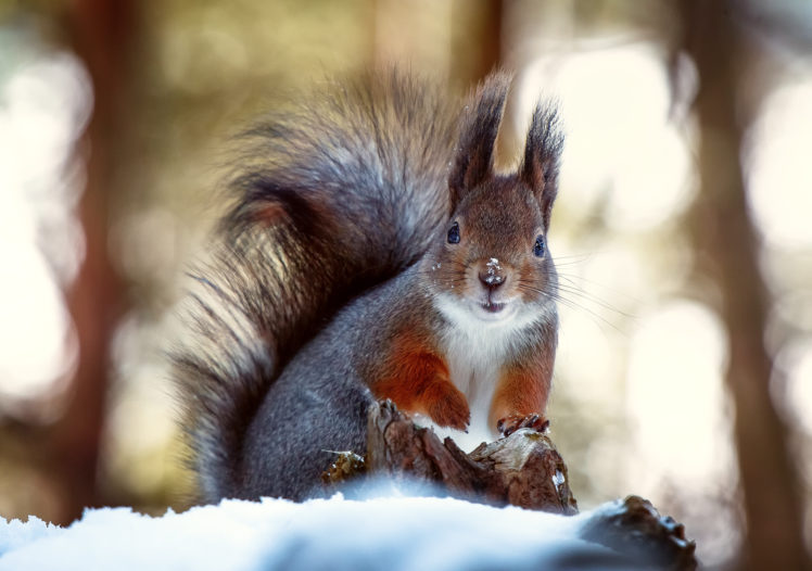 nose, Coat, Squirrel, Winter, Snow HD Wallpaper Desktop Background